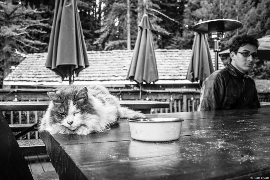 Alice's Restaurant cat...
Woodside, California, April 2019